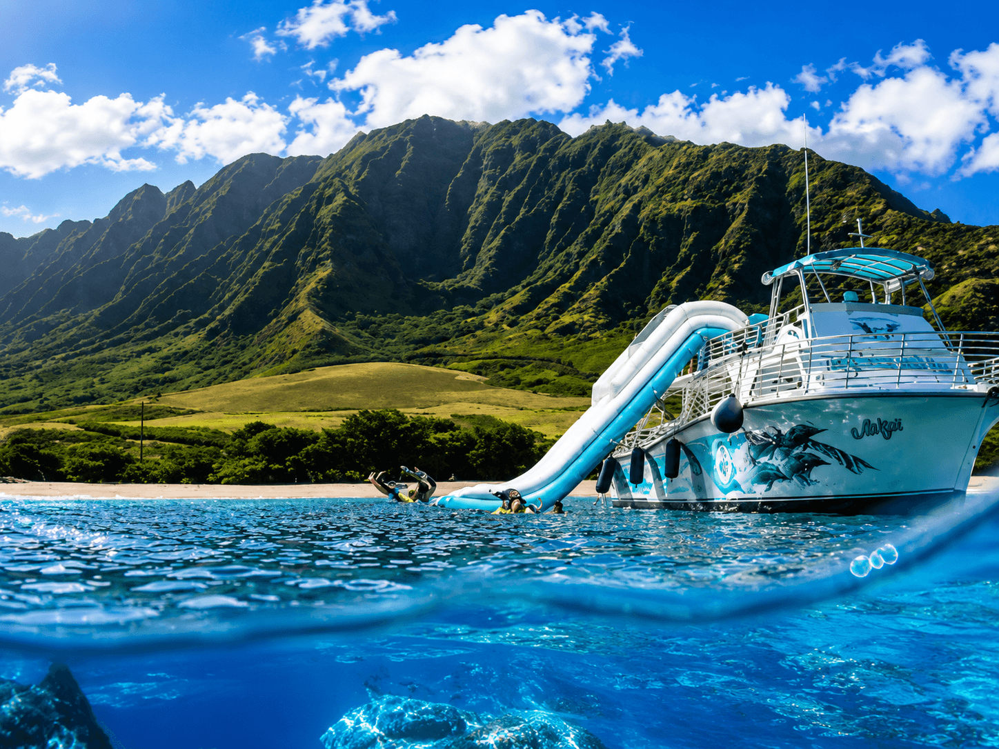 Take a Boat Tour to See Dolphins and Whales